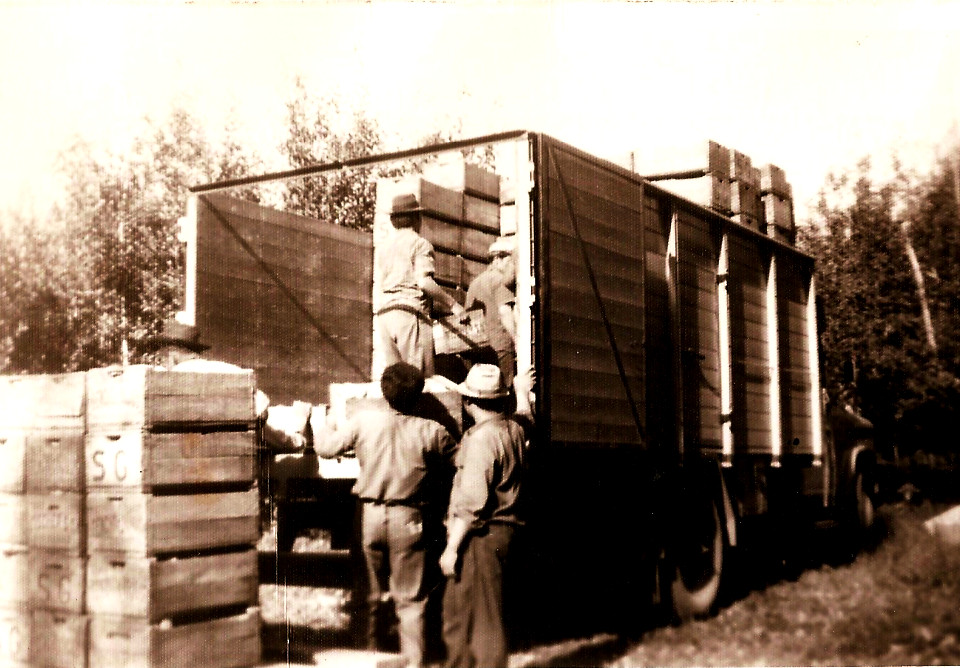 pobiranje sadja Franc Fabčič, Argentina1690