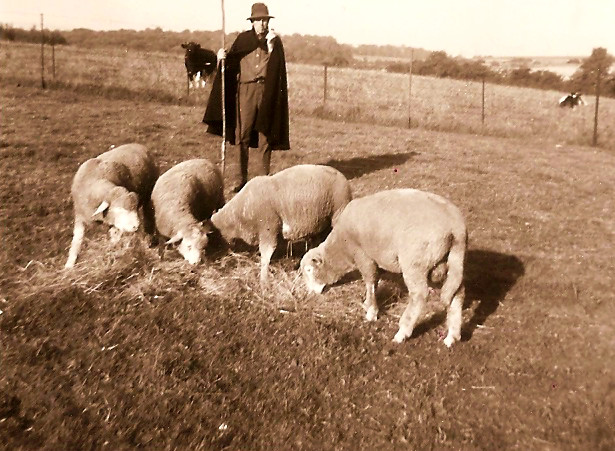 Jože Barbič upokojedn rudar pase svoje ovce2594